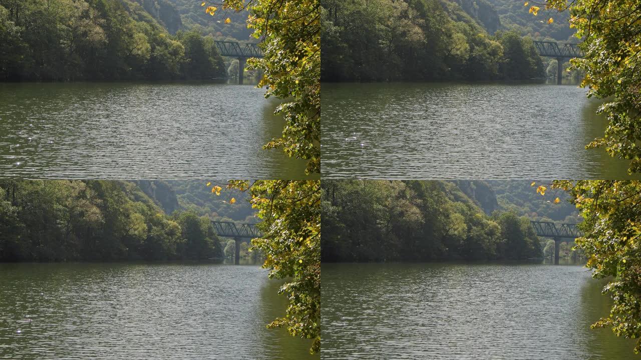 绿色的菩提树叶在公园的湖泊或河流的前景中
