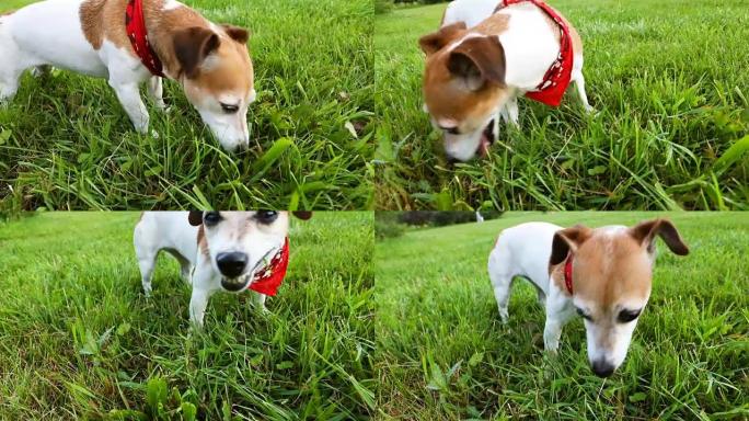 穿着红色方巾的狗在散步时吃草的水边。录像