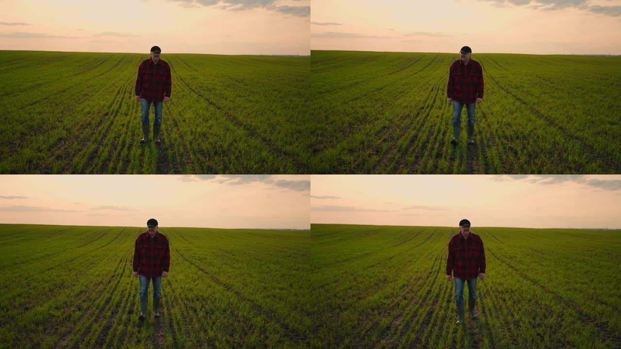 日落时分，一位年迈的商人在田野里看着绿色的面孔。收获芽，控制小麦生长