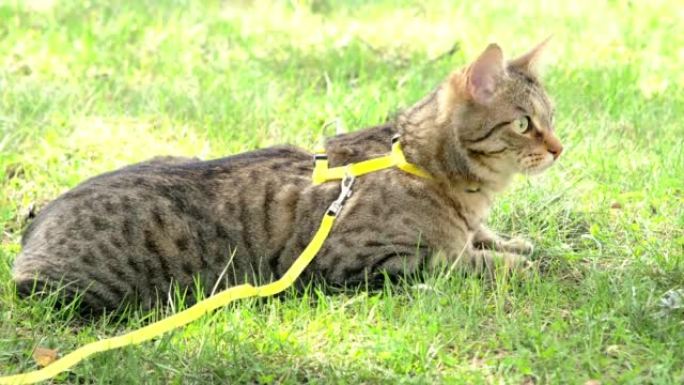 骑着黄色马具遛家猫。虎斑猫害怕户外，躲在绿色的草丛里，小心翼翼，好奇地。教你的宠物走路