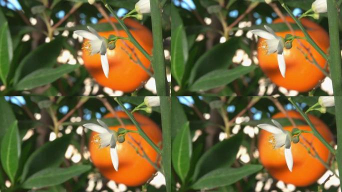 柑橘树树枝上盛开的白色橙色香花的特写