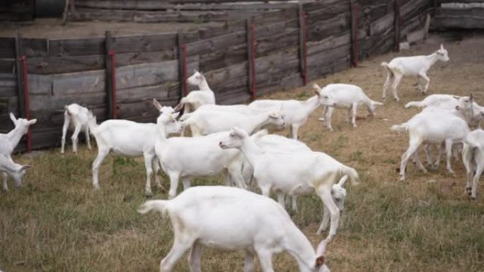一群山羊在户外围场慢动作行走。平静的白胡子农场动物在夏秋的日子里漫步吃草。