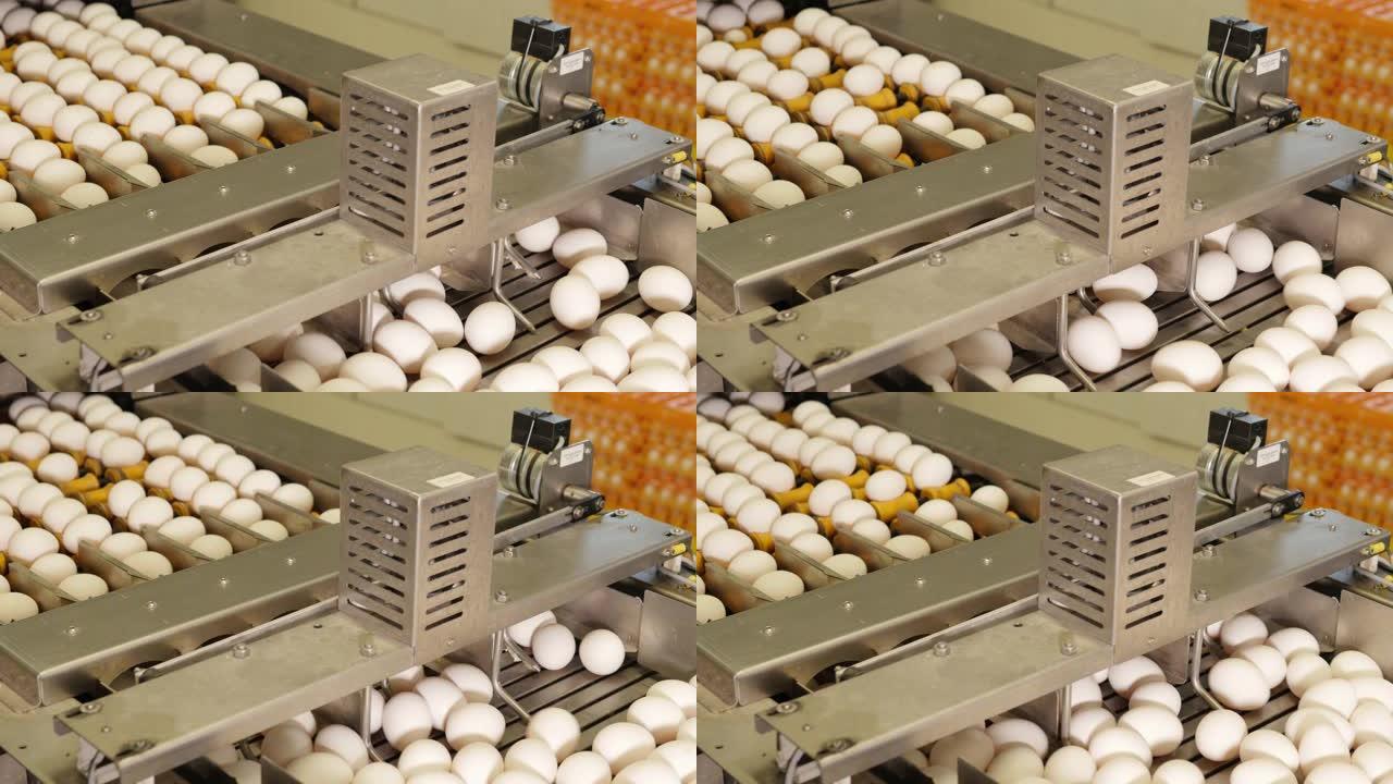 食品生产厂传送带上的鸡蛋
