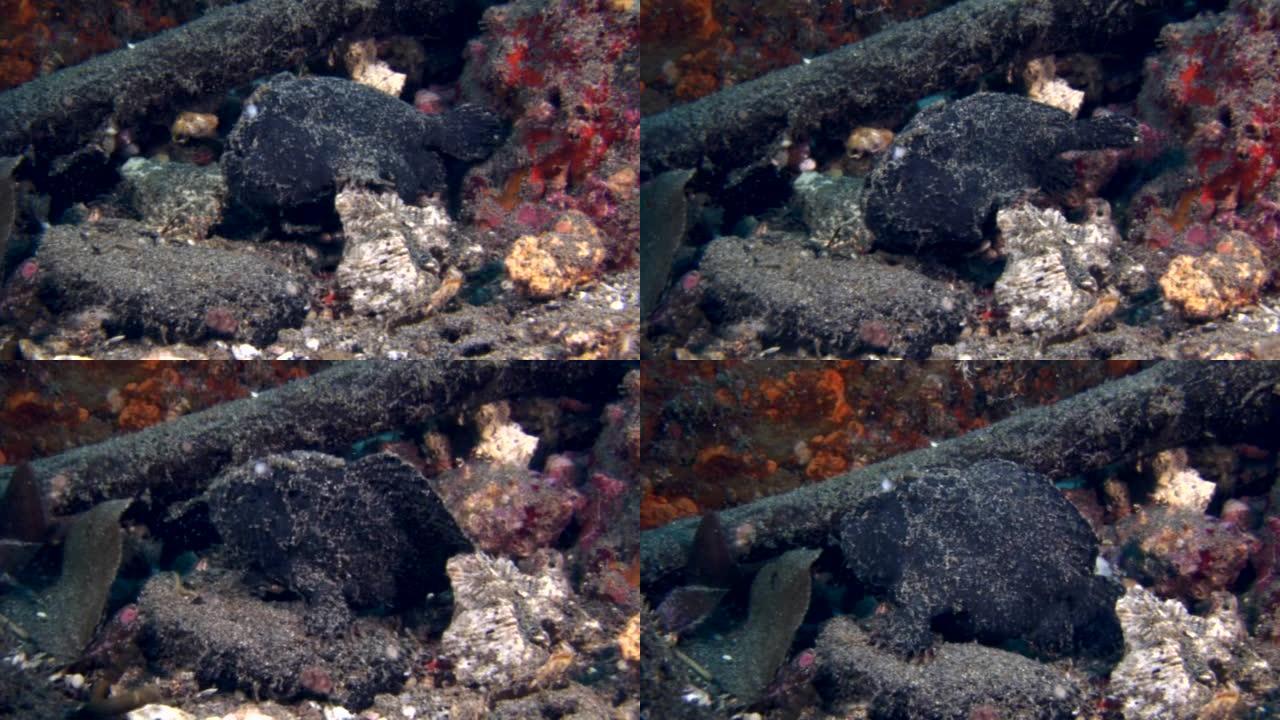 黑色蛙鱼，带白色阑尾以捕获猎物