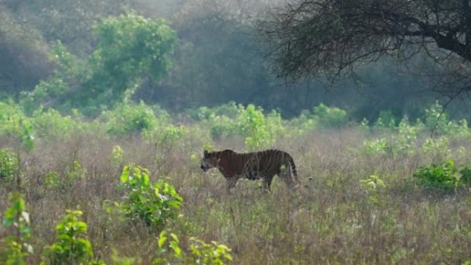 在吉姆·科贝特老虎保护区的草原上行走的皇家孟加拉母老虎