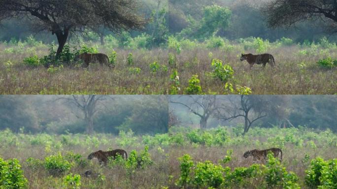 在吉姆·科贝特老虎保护区的草原上行走的皇家孟加拉母老虎