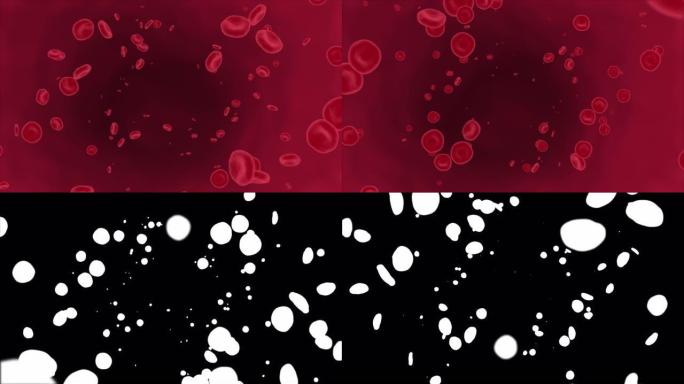 4K 3D红细胞在体内流动，医疗人体保健回路背景阿尔法通道。