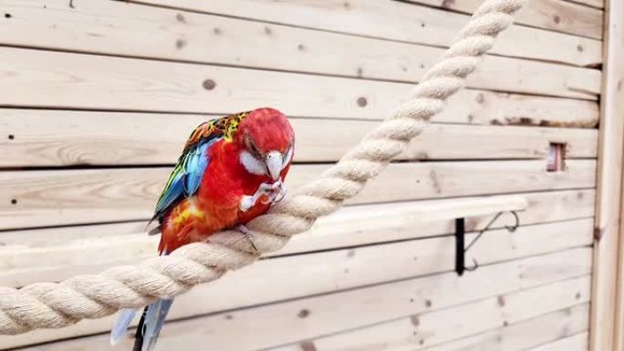 一只红鹦鹉罗塞拉坐在动物园里的绳子上，吃石榴粮。鸟类进食。