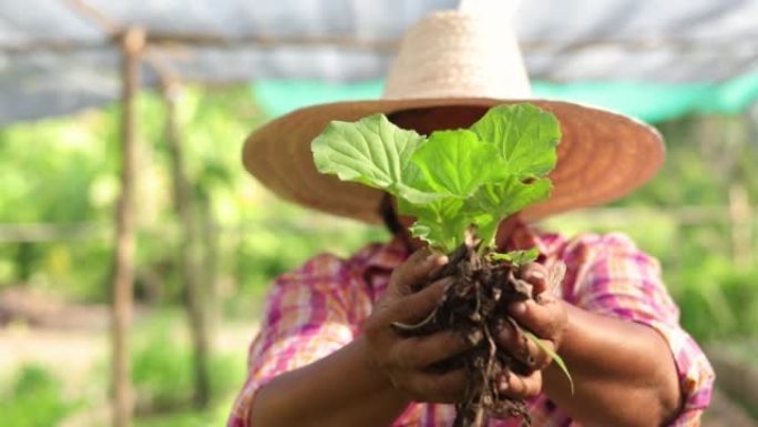 亚洲女农民在当地的有机蔬菜农场收获了新鲜的生蔬菜。