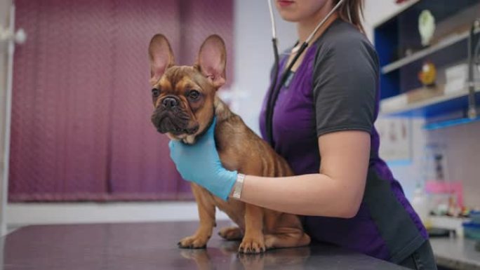 专业兽医正在现代兽医诊所检查可爱的法国斗牛犬