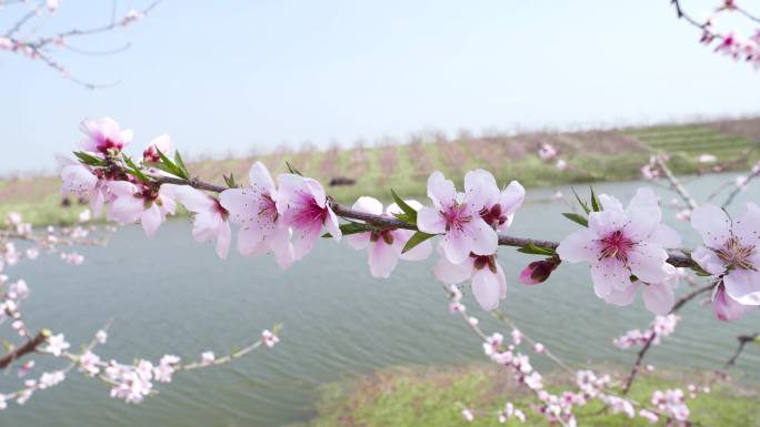 唯美桃花桃林水面的花瓣