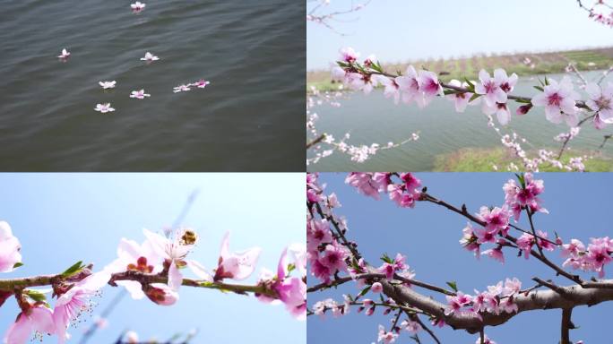 唯美桃花桃林水面的花瓣