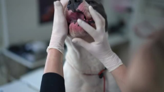 兽医张开下巴检查慢动作时，美国斯塔福德郡梗舔鼻子。无法辨认的白人妇女在兽医诊所对狗进行体检。