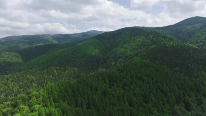 Aerial drone view of lush green forests