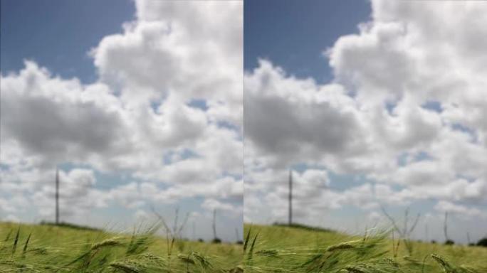 夏季晴天的麦粒田白云天空绿地