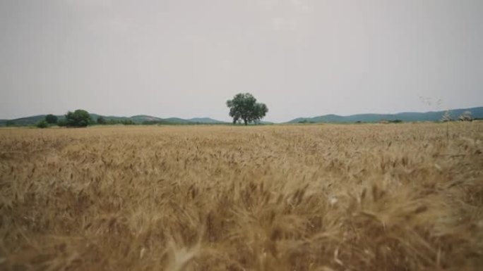 麦粒田，夏季户外标志性景观