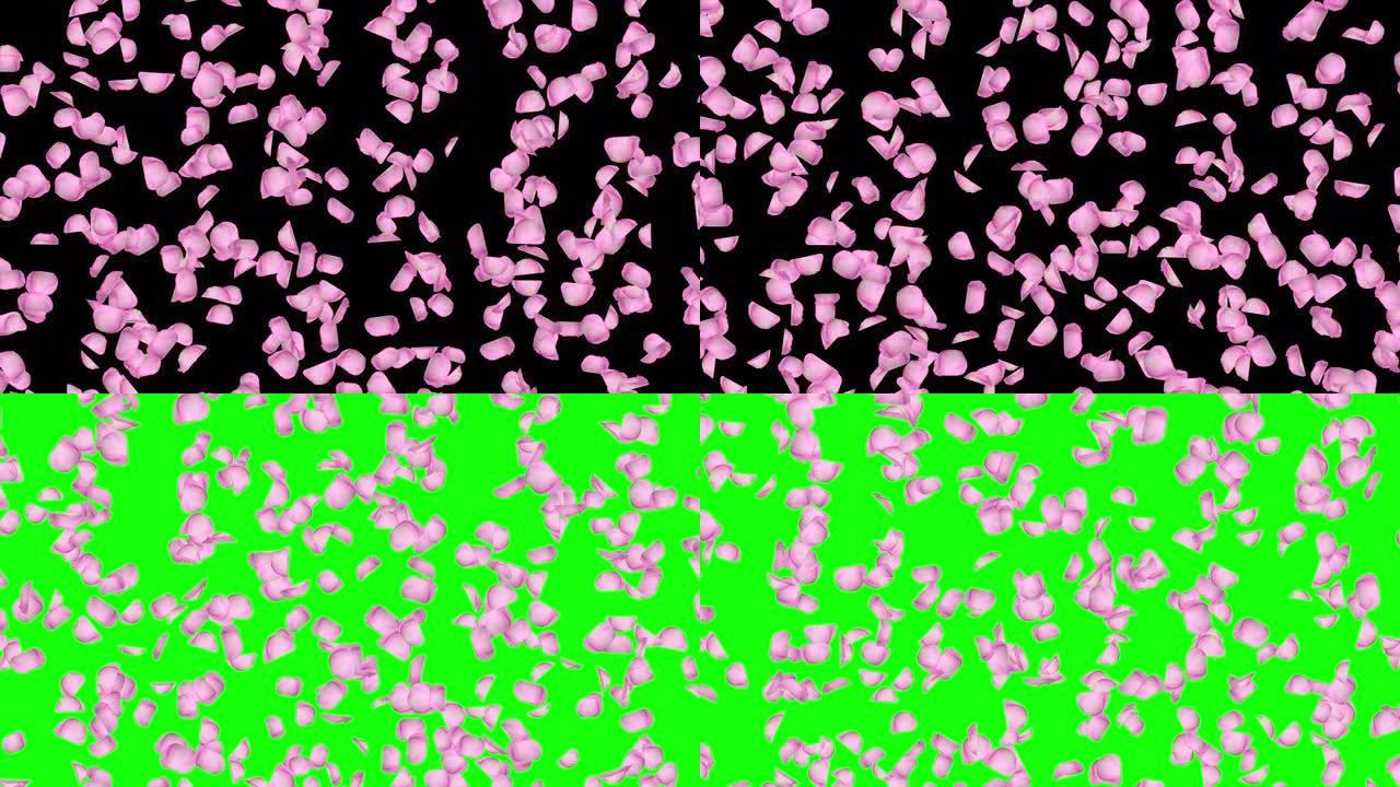 粉红色循环背景上落下的樱花花瓣，循环。绿屏