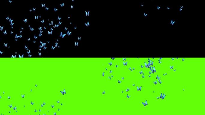 黑色绿色屏幕背景上的4k逼真的飞蝶动画。