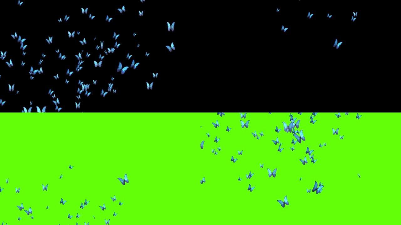 黑色绿色屏幕背景上的4k逼真的飞蝶动画。