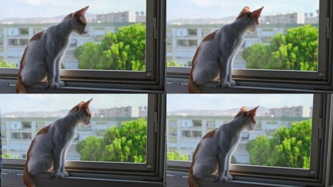 年轻的姜猫看着窗外