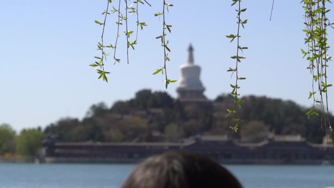 北海公园白塔矗立杨柳依依景色十分美好