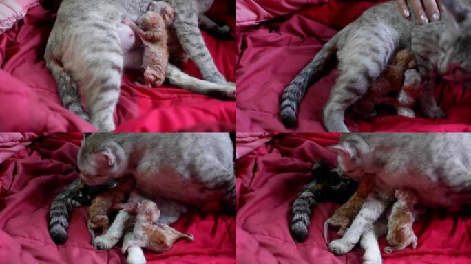 猫实时分娩新生小猫。女人的手抚摸。