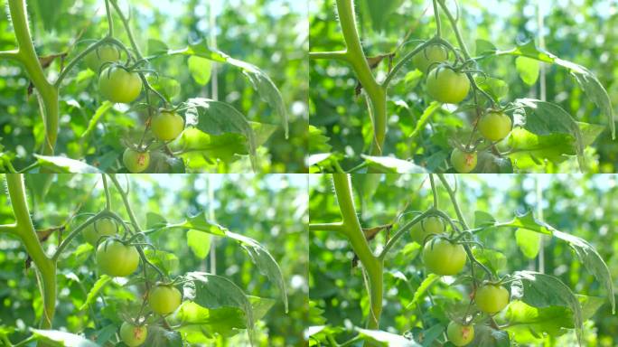 西红柿 滴水 大棚 樱桃番茄 番茄