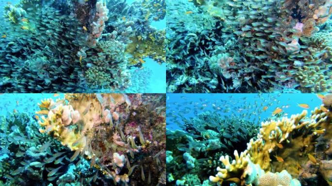 水下生命。在珊瑚礁附近潜水，有五颜六色的鱼和外来物种