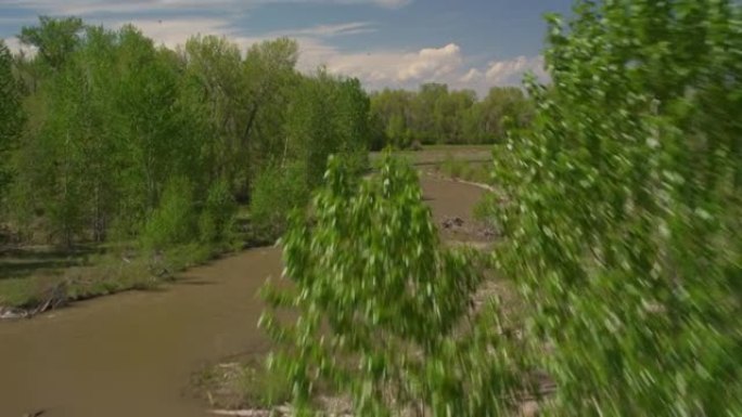 大树之间的水面上的戏剧性飞行加勒廷河在早春向北流向蒙大拿州的博兹曼时，蜿蜒穿过杨木衬砌的海岸