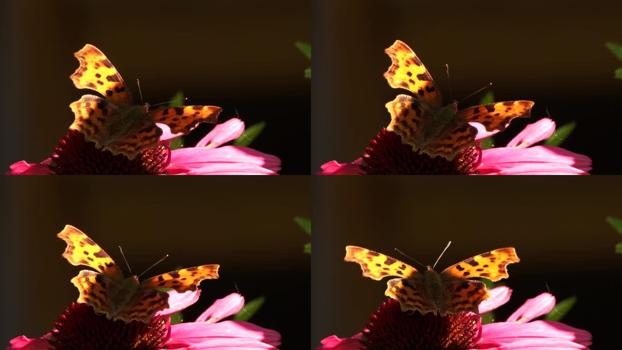 逗号butterlfy (Polygonia c-album) 在花上寻找花蜜