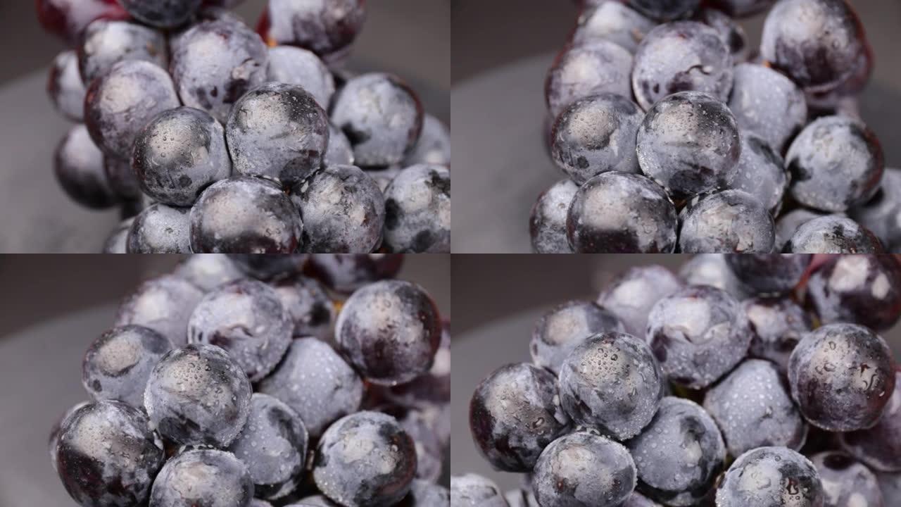 雨后逐渐成熟的黑葡萄旋转蓝色葡萄浆果的特写镜头。