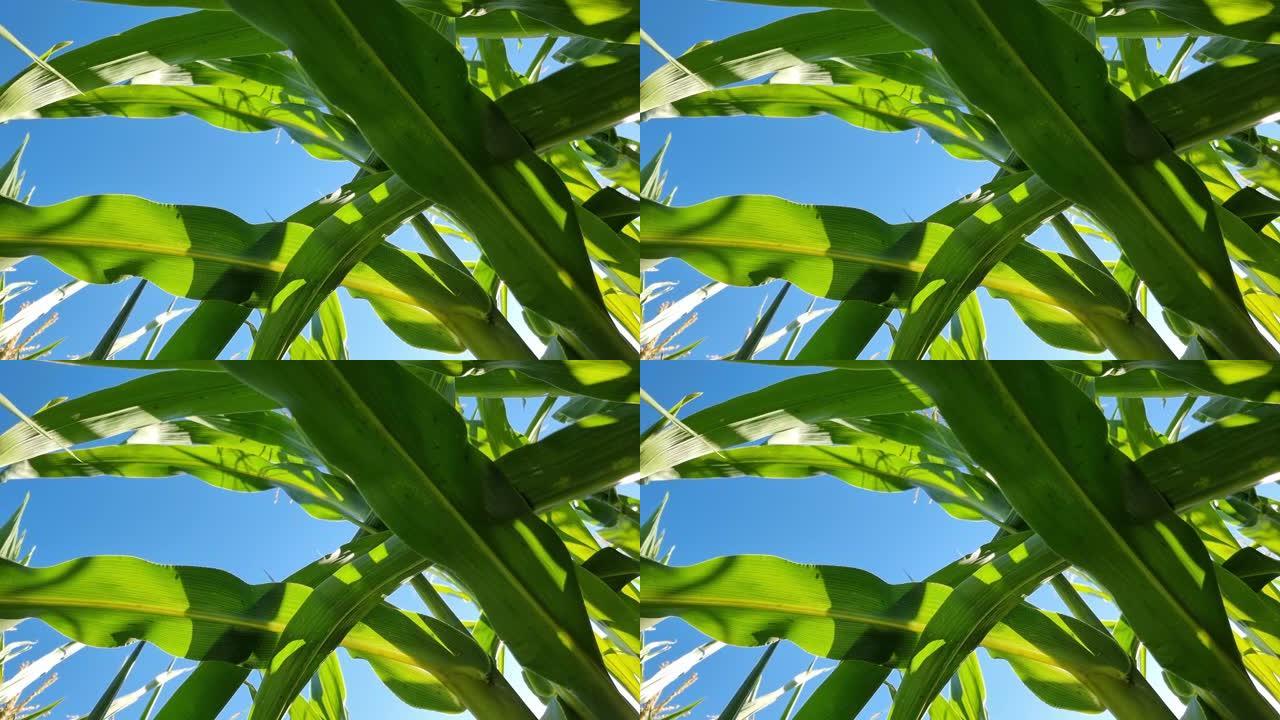 田里的玉米叶，底视图。