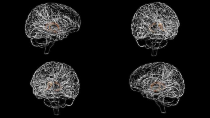 医学概念3D动画的终末脑纹路解剖学