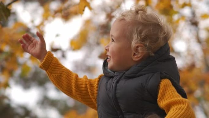 快乐的童年，小男孩和大自然在秋天的日子里，孩子正用手伸向黄色叶子的树枝