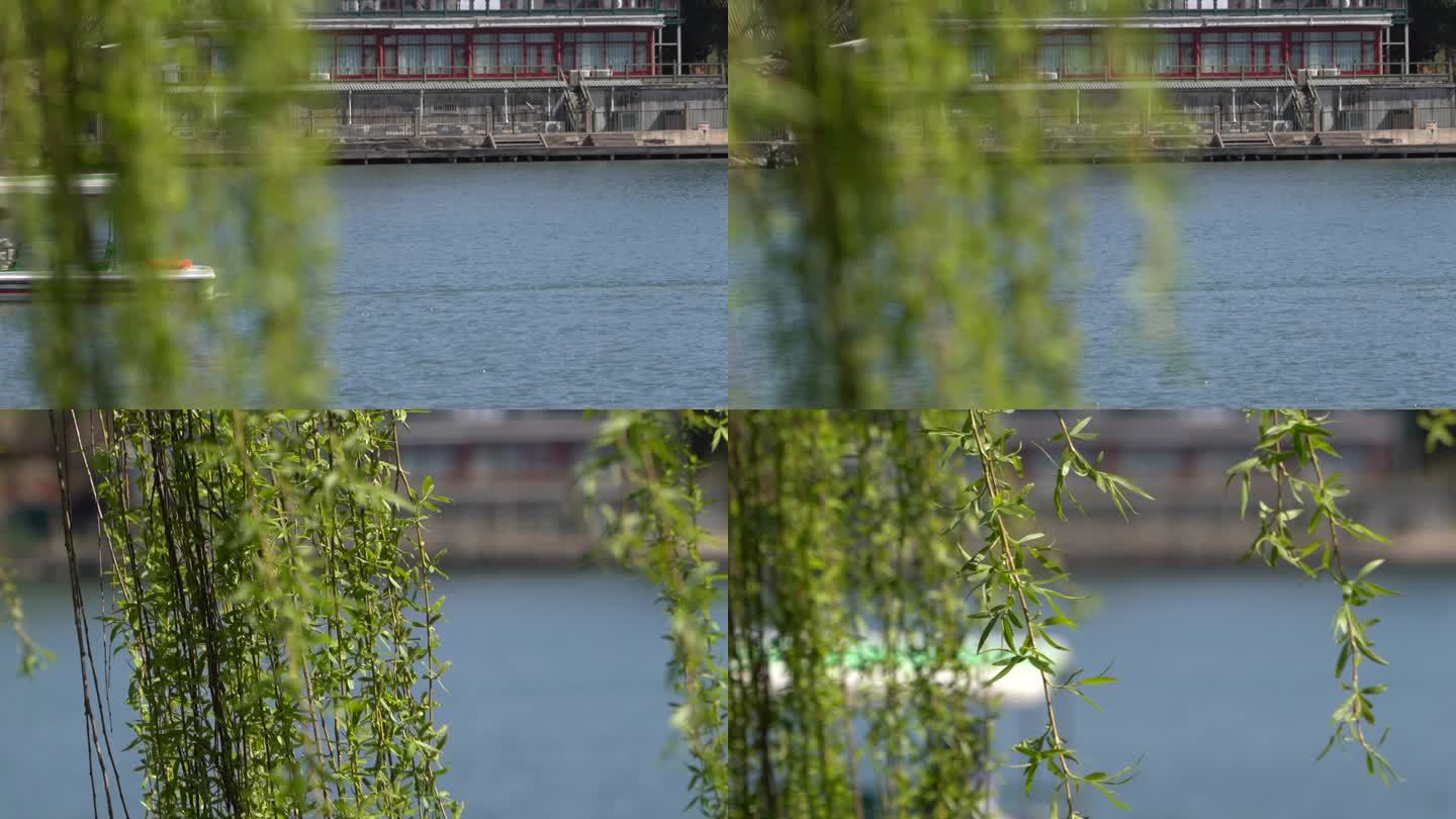 春季杨柳依依柳条荡漾游船从湖面驶过实拍