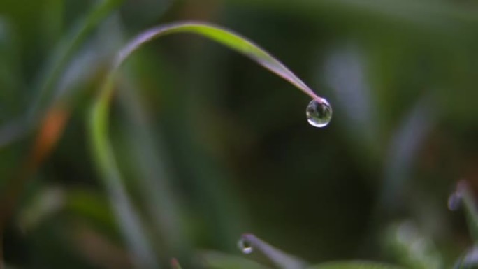 收集晨露的草的详细信息