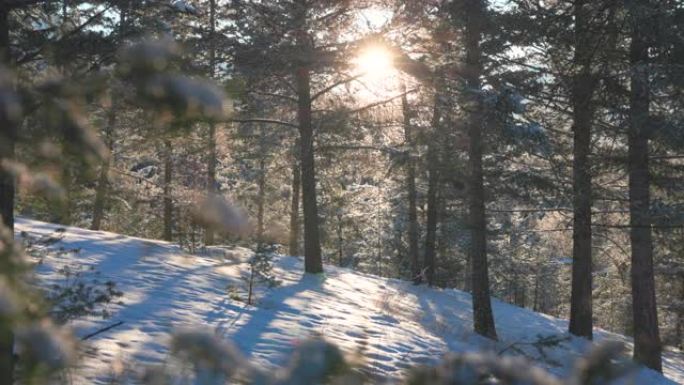 白雪皑皑的冬季森林风景