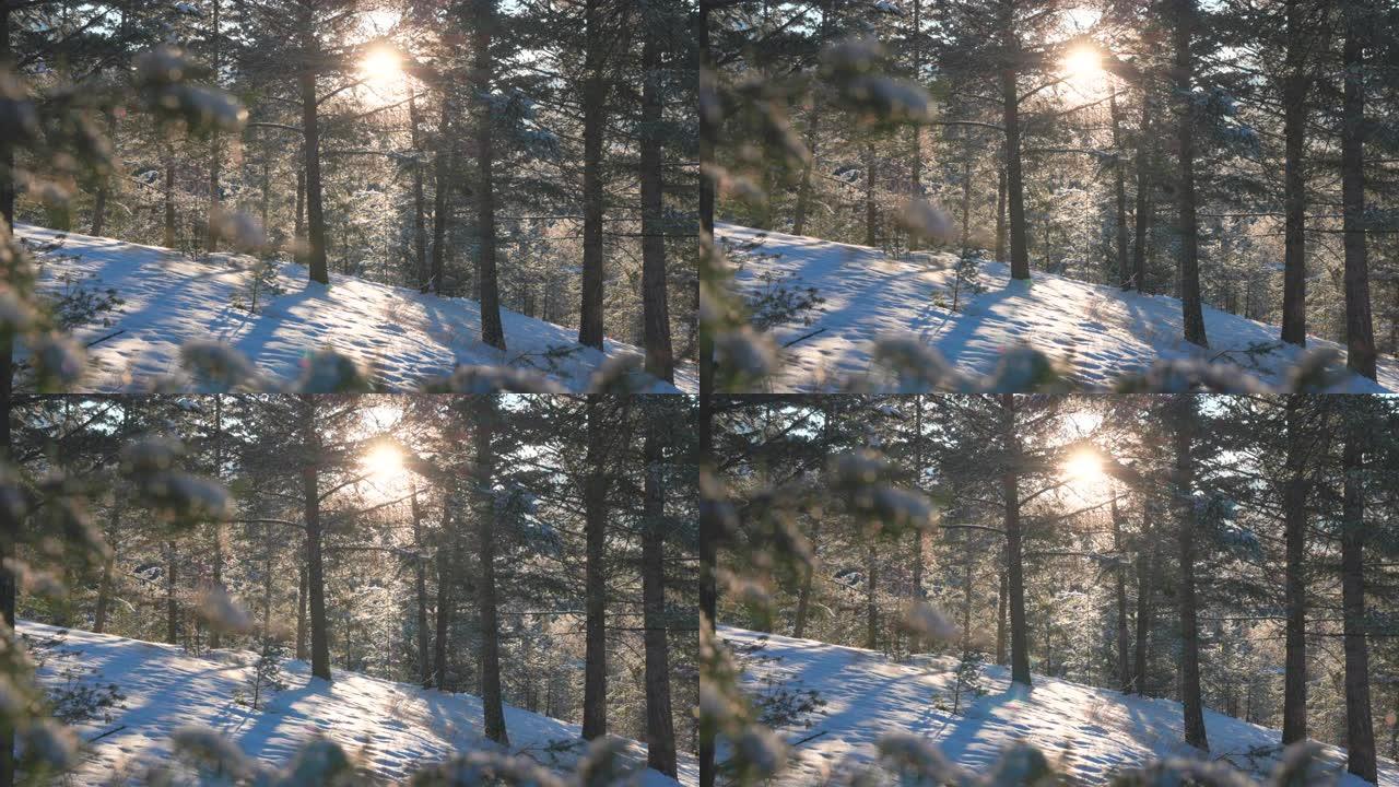 白雪皑皑的冬季森林风景