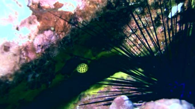 黄箱鱼 (Ostracion cubicus) 微小幼鱼