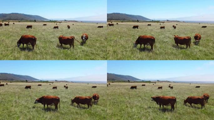 无人机空中飞行近距离观察在绿草上放牧的奶牛。西加利福尼亚的农业