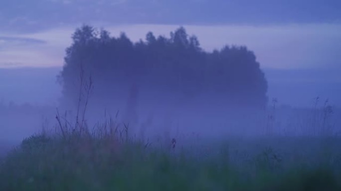 草原上雄伟的日出被树木环绕。春天的风景