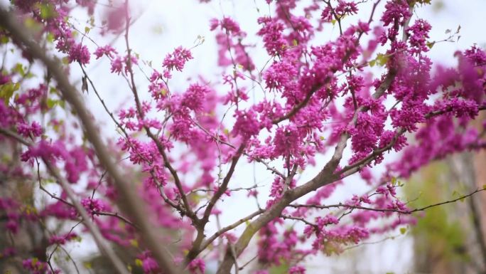 紫荆花 春天 春游 踏春植物 自然 意境