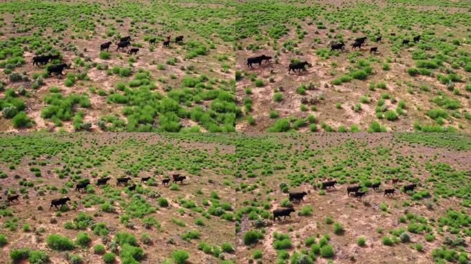 无人机在干旱平原地区飞行的散养牛群的空中飞行视图。加利福尼亚的农业