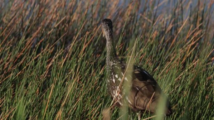 Limpkin，尤卡坦州，墨西哥