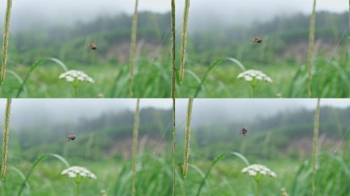 蜘蛛编织网。