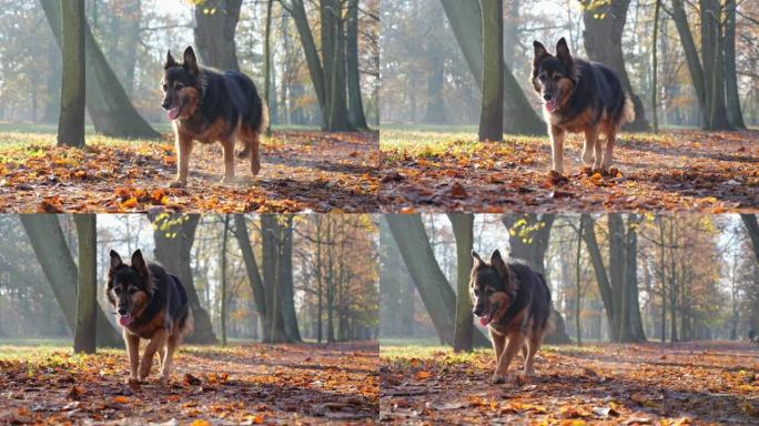 和狗一起散步。在公园里播撒秋叶。鞋子的特写镜头。秋日的阳光照亮了秋叶。