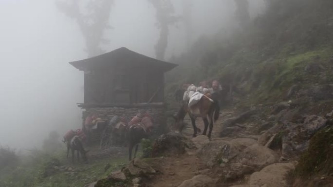 在通往尼泊尔珠穆朗玛峰大本营的山路上的马队。