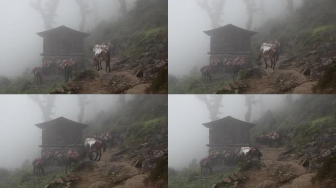 在通往尼泊尔珠穆朗玛峰大本营的山路上的马队。