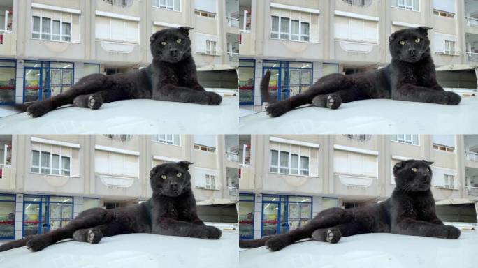 黑胡同猫躺在街上的车顶上。土耳其的流浪猫。夏日，白宫背景