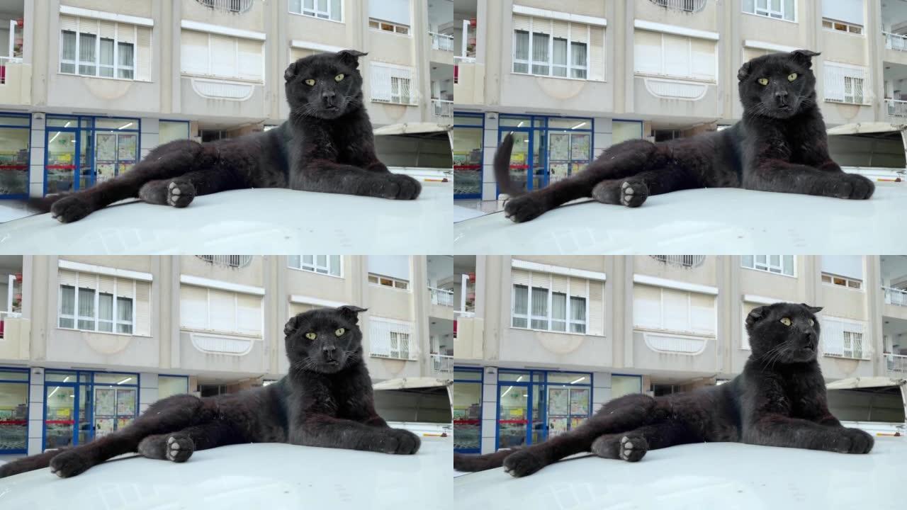 黑胡同猫躺在街上的车顶上。土耳其的流浪猫。夏日，白宫背景